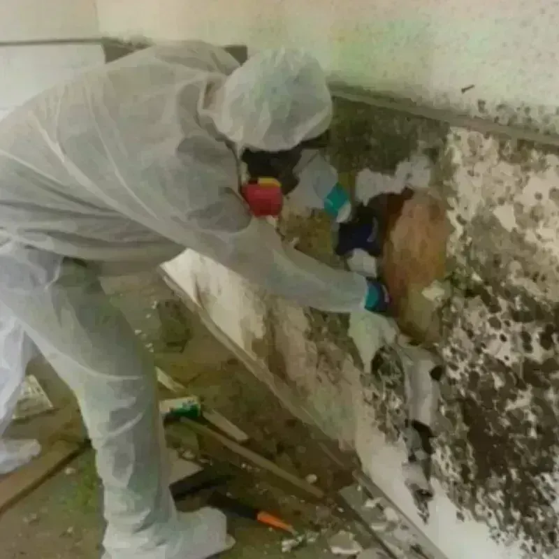 Mold Remediation and Removal in Rockville, IN